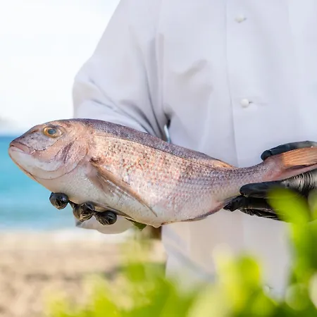 Georgalas Sun Nea Kallikrateia